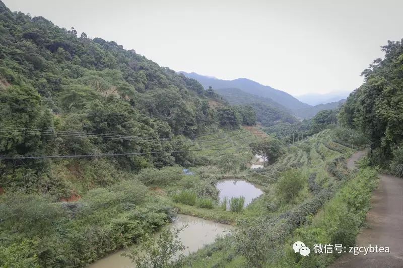 全国2862个县中它毫不起眼,却用牛肉丸和白溪茶氤氲了客家山乡梦