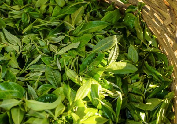 “包皮党”广告横行各大头条，假茶“三爬老班章熟茶”已是茶界耻辱，造假毒瘤无法监管？