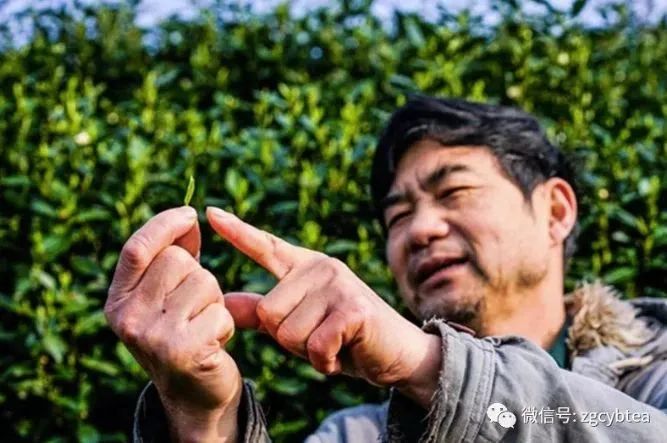 这些与西湖龙井“宿命缠绵”的制茶大师们