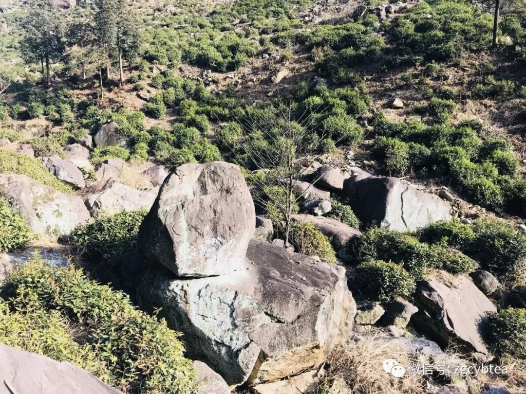 易武小树开采,老班章/昔归/冰岛未萌芽,居然就有了"权威"春茶价?