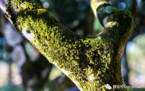 有人多花30%的钱,就为买树上长苔藓的茶,专家:那是茶树病害