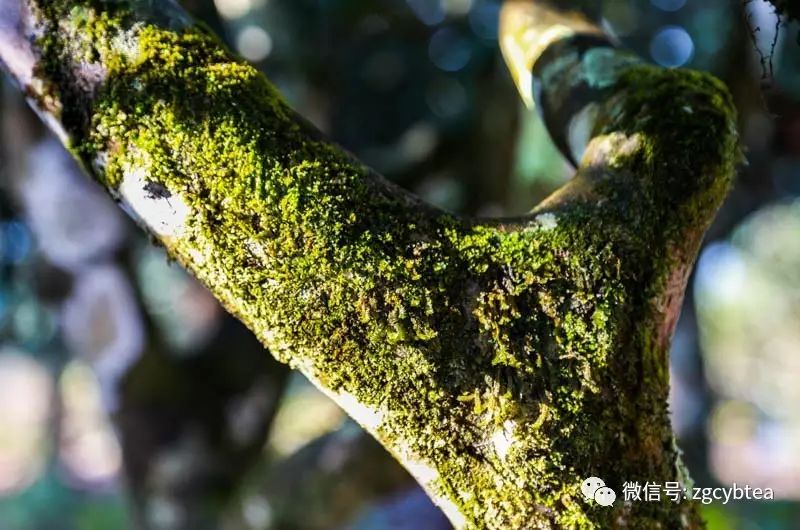 有人多花30%的钱,就为买树上长苔藓的茶,专家:那是茶树病害