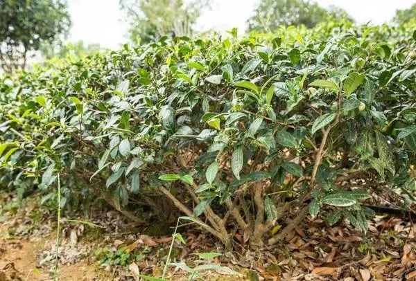 武夷岩茶中那些多不胜数的品种名到底啥意思?我们来给你翻译翻译