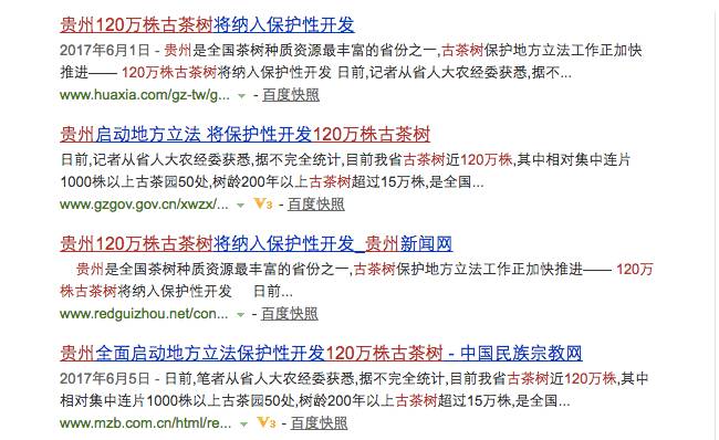 古树茶断货了?别怕,青山处处古茶树！成百上千、量大质优！