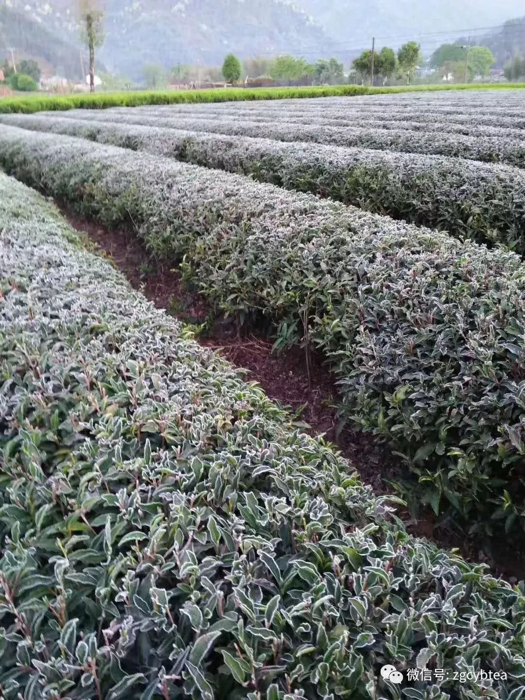 突发重磅：倒春寒突袭武夷山，高山地区萌发茶叶遭受打霜，受损严重！