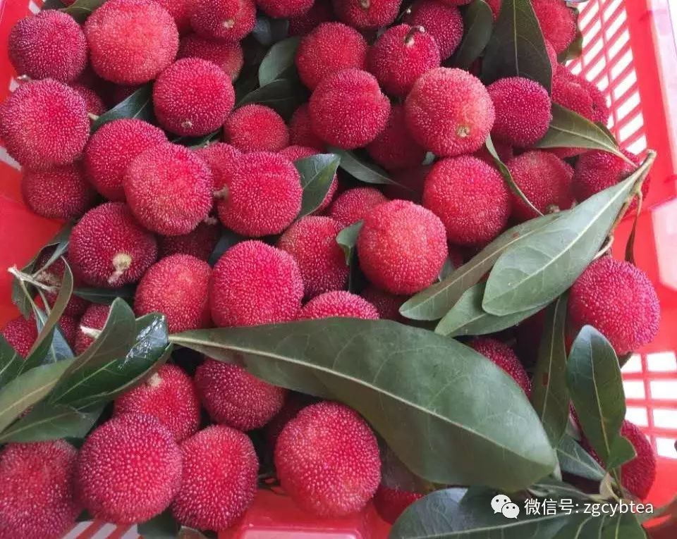全国2862个县中它毫不起眼,却用牛肉丸和白溪茶氤氲了客家山乡梦