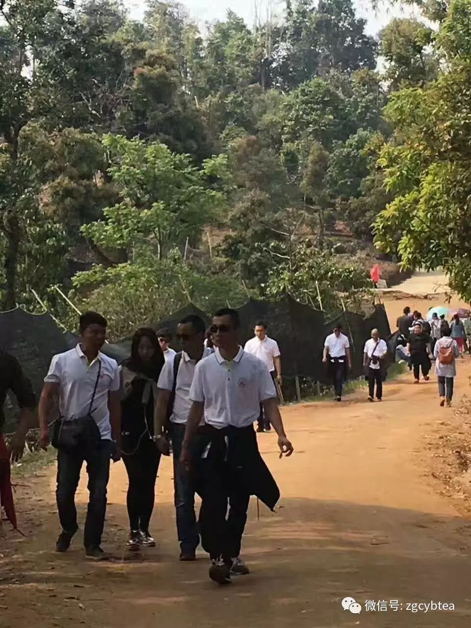 他们把班章村挤成菜市场，将易武堵成帝都，用生命演绎茶山怪象！
