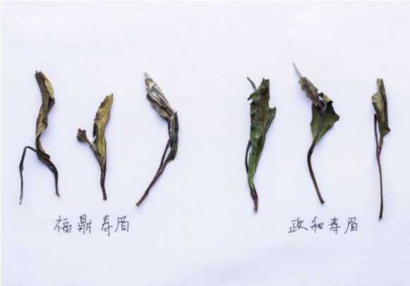 这篇万字超长文教你读懂关于白茶的几乎所有细节！可收藏作工具书使用