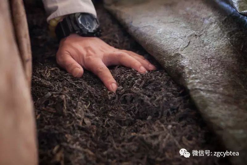 10分钟读懂熟普香气层次要领!你只会用'陈香'做评语的历史就此翻篇