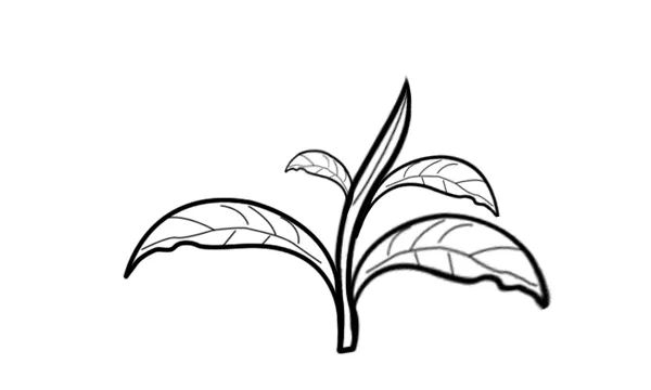 如果你还在认为茶就是要单芽的好，那我劝你多长点心眼